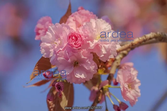 : Japanese cherry - brightly pink blooming flowering : Japanese cherry - brightly pink blooming flowering
