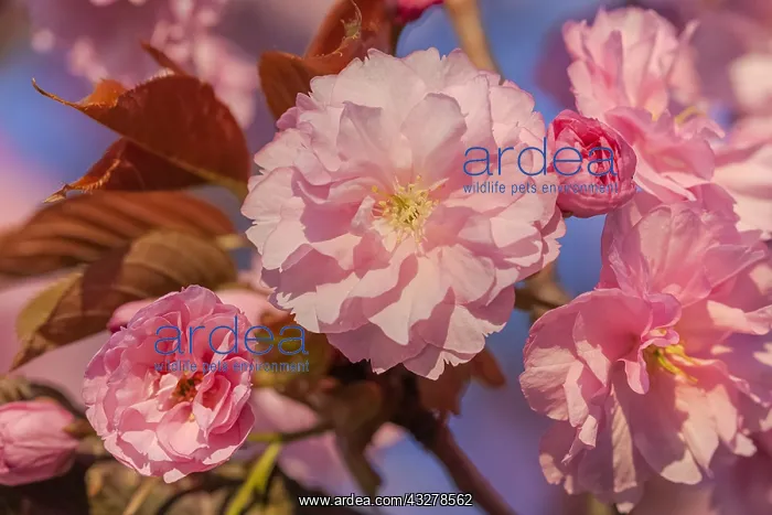 : Japanese cherry - brightly pink blooming flowering : Japanese cherry - brightly pink blooming flowering