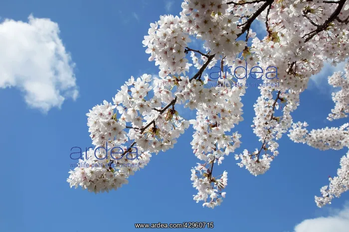 : Japanese cherry trees in full spring blossom : Japanese cherry trees in full spring blossom