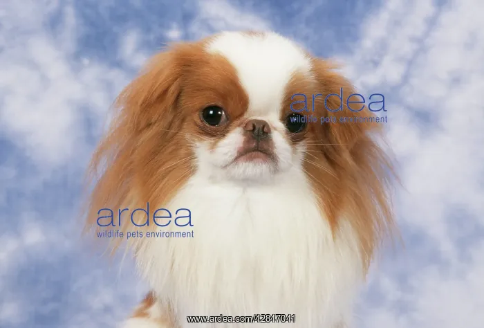 : Japanese Chin Dog - close-up of head : Japanese Chin Dog - close-up of head