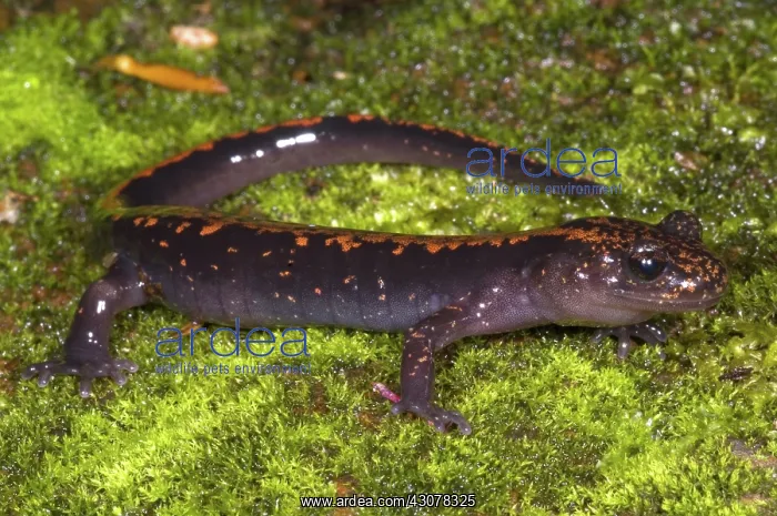 : Japanese Clawed Salamander : Japanese Clawed Salamander
