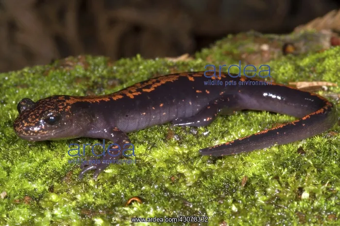 : Japanese Clawed Salamander : Japanese Clawed Salamander
