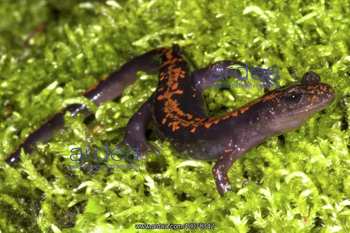 : Japanese Clawed Salamander : Japanese Clawed Salamander
