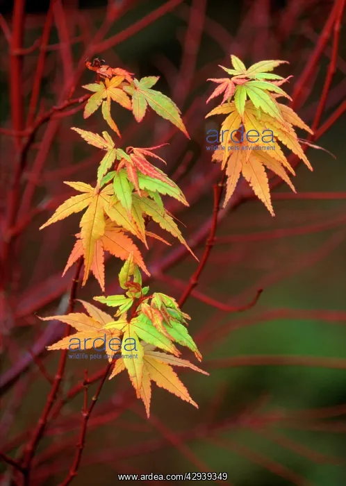 : Japanese / Coral Bark Maple - Sango Kaku : Japanese / Coral Bark Maple - Sango Kaku