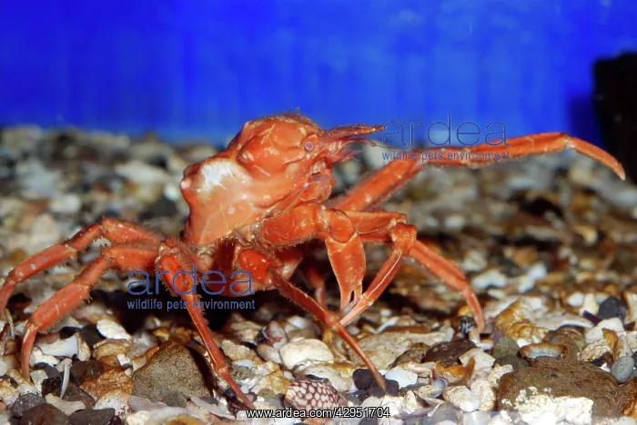 : Japanese Crab, northwest Pacific : Japanese Crab, northwest Pacific