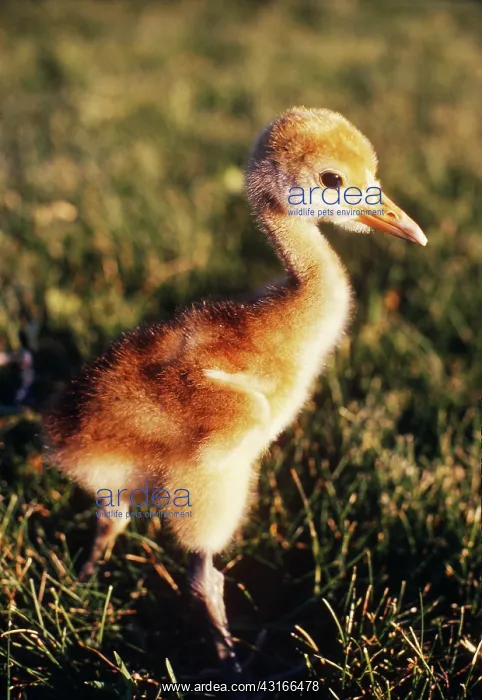: Japanese Crane chick : Japanese Crane chick