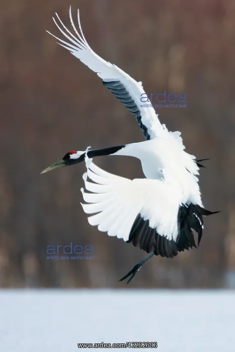 : Japanese crane, Hokkaido, Japan : Japanese crane, Hokkaido, Japan