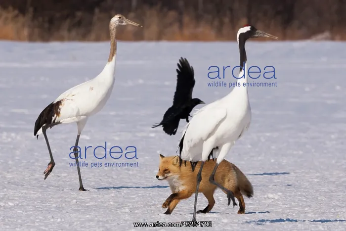 : Japanese cranes, a crow, and a red fox : Japanese cranes, a crow, and a red fox