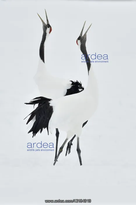 : Japanese Cranes (Grus japonensis) displaying, Hokkaido : Japanese Cranes (Grus japonensis) displaying, Hokkaido