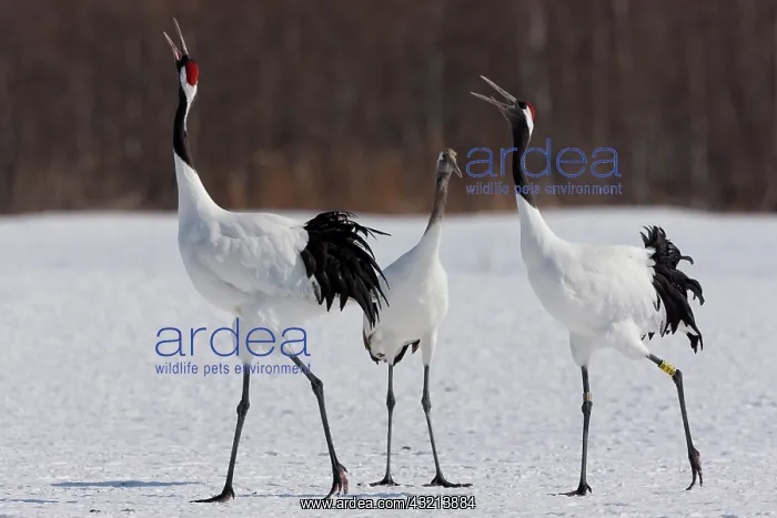 : Japanese cranes, Hokkaido, Japan : Japanese cranes, Hokkaido, Japan