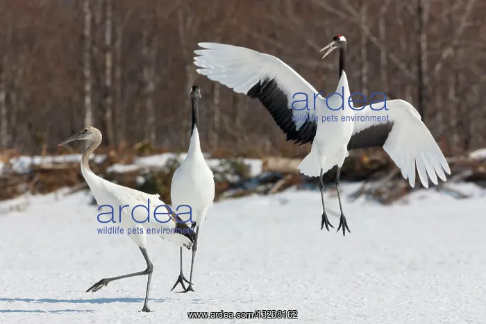 : Japanese cranes, Hokkaido, Japan : Japanese cranes, Hokkaido, Japan