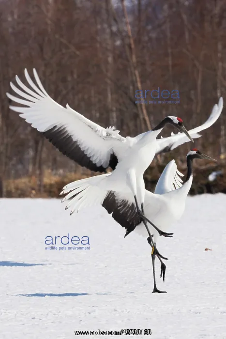 : Japanese cranes, Hokkaido, Japan : Japanese cranes, Hokkaido, Japan