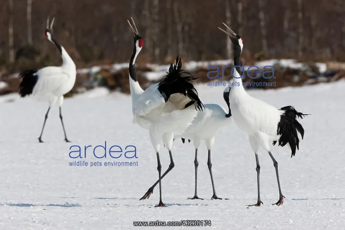 : Japanese cranes, Hokkaido, Japan : Japanese cranes, Hokkaido, Japan