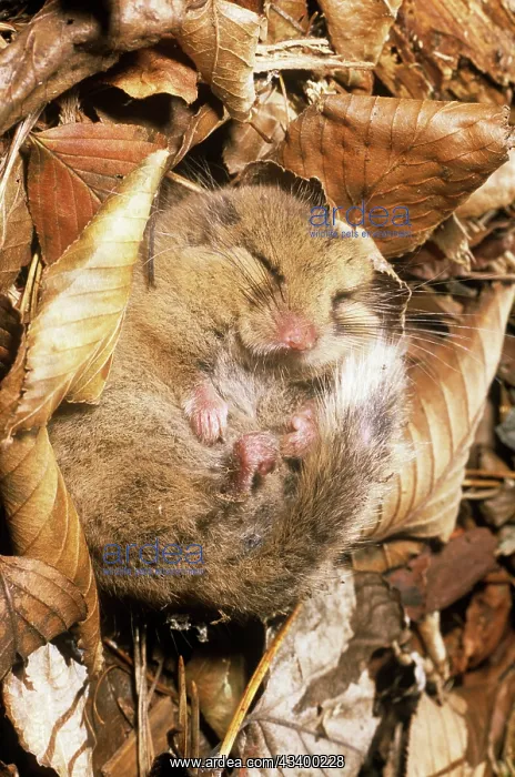 : Japanese Dormouse - in hibernation : Japanese Dormouse - in hibernation