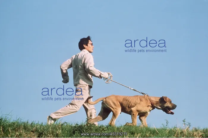 : Japanese Fighting DOG / Japanese Toza / Tosa - being : Japanese Fighting DOG / Japanese Toza / Tosa - being