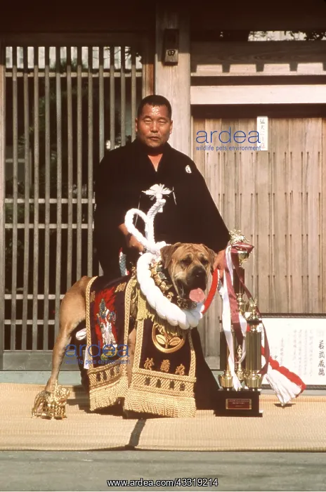: JAPANESE FIGHTING DOG / Japanese Toza / Tosa and handler : JAPANESE FIGHTING DOG / Japanese Toza / Tosa and handler