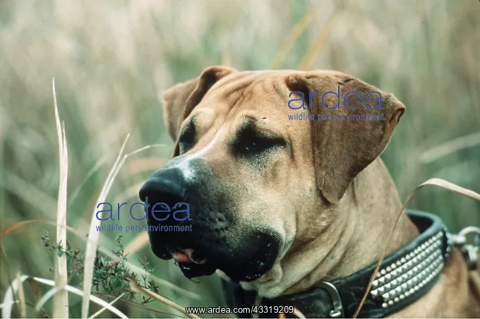  : JAPANESE FIGHTING DOG  /  Toza  /  Tosa - close-up of head