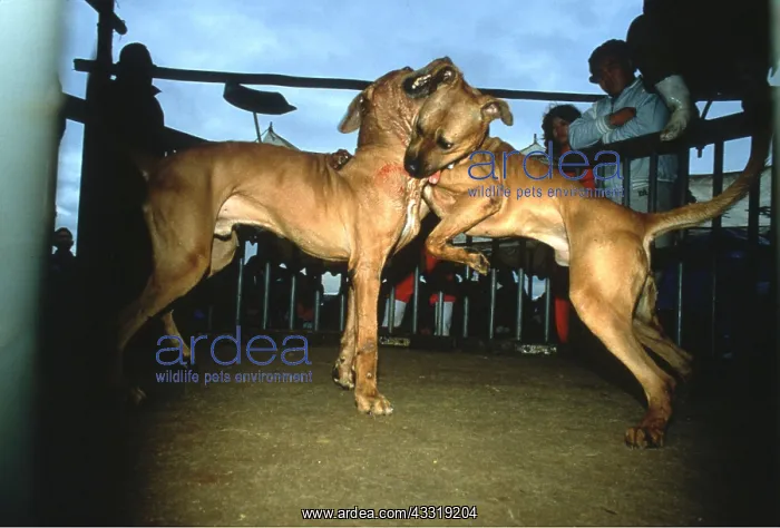 : Japanese Fighting Dogs / Japanese Toza / Tosa - : Japanese Fighting Dogs / Japanese Toza / Tosa -