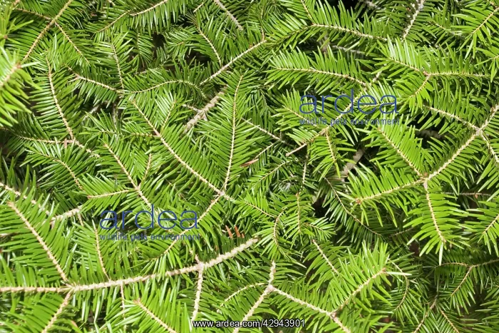 : Japanese Fir - Pine needles / leaves : Japanese Fir - Pine needles / leaves