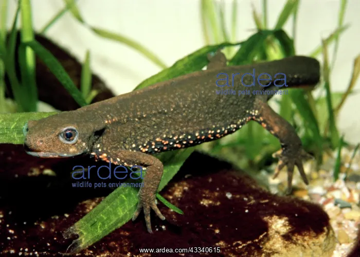 : Japanese Fire Bellied Newt - Underwater : Japanese Fire Bellied Newt - Underwater