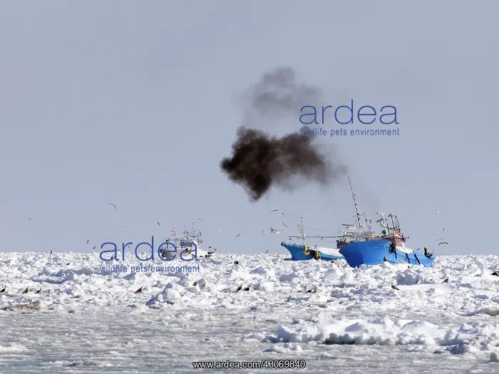 : Japanese fishingboats between sea ice : Japanese fishingboats between sea ice