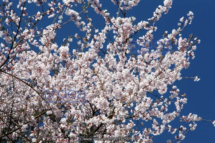 : Japanese Flowering Cherry - blossom in springtime : Japanese Flowering Cherry - blossom in springtime