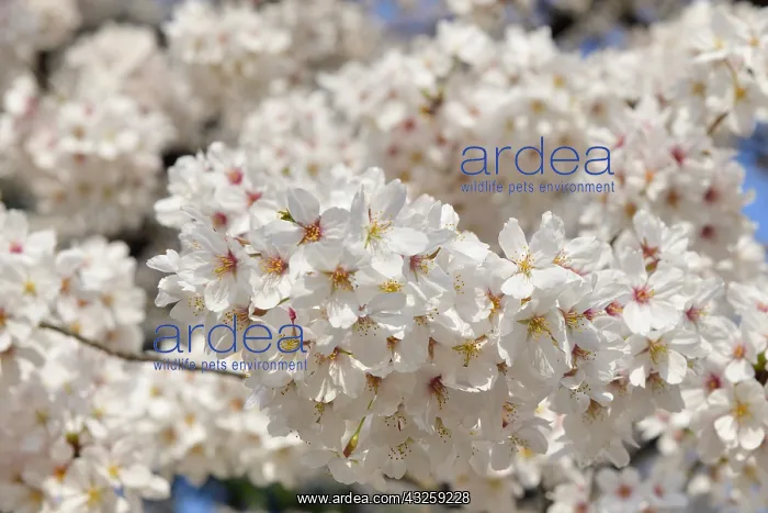 : Japanese flowering cherry trees (Prunus serrulata) : Japanese flowering cherry trees (Prunus serrulata)