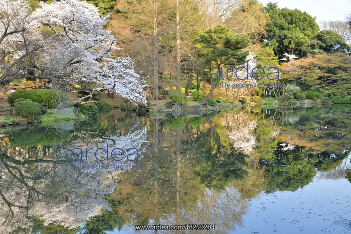 : Japanese flowering cherry trees (Prunus serrulata) : Japanese flowering cherry trees (Prunus serrulata)
