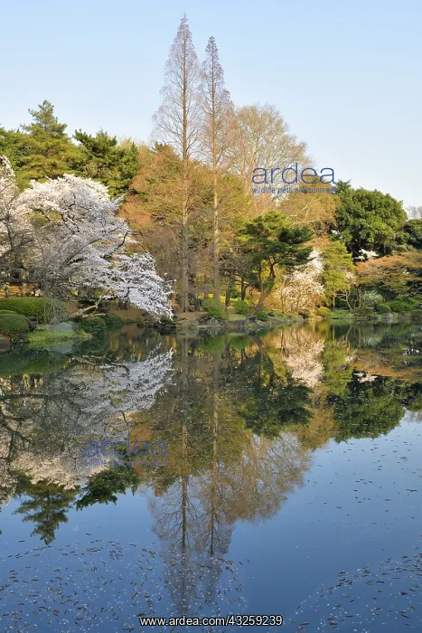 : Japanese flowering cherry trees (Prunus serrulata) : Japanese flowering cherry trees (Prunus serrulata)