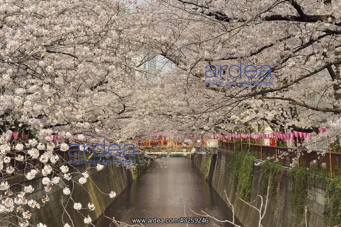 : Japanese flowering cherry trees (Prunus serrulata) : Japanese flowering cherry trees (Prunus serrulata)