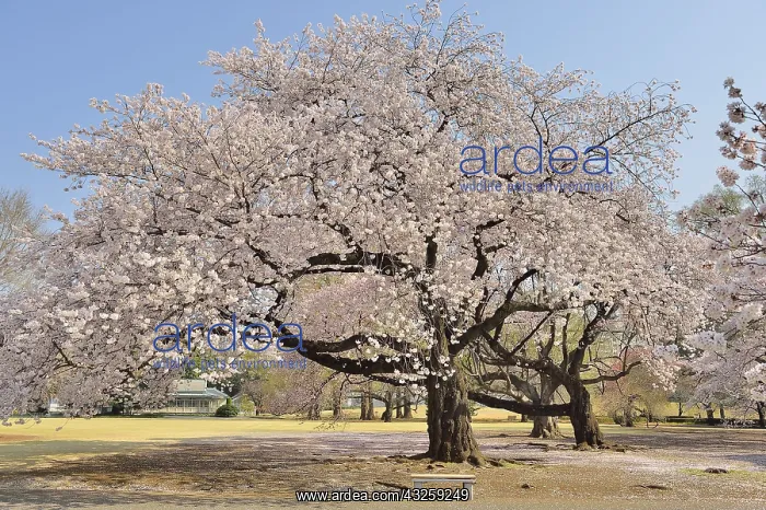 : Japanese flowering cherry trees (Prunus serrulata) : Japanese flowering cherry trees (Prunus serrulata)