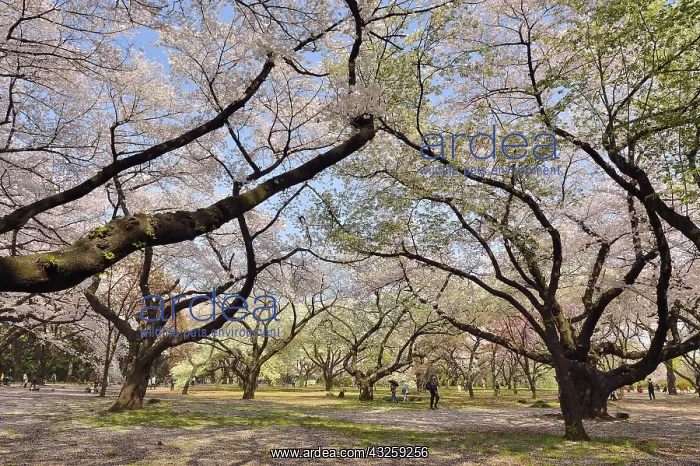 : Japanese flowering cherry trees (Prunus serrulata) : Japanese flowering cherry trees (Prunus serrulata)