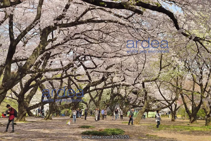 : Japanese flowering cherry trees (Prunus serrulata) : Japanese flowering cherry trees (Prunus serrulata)
