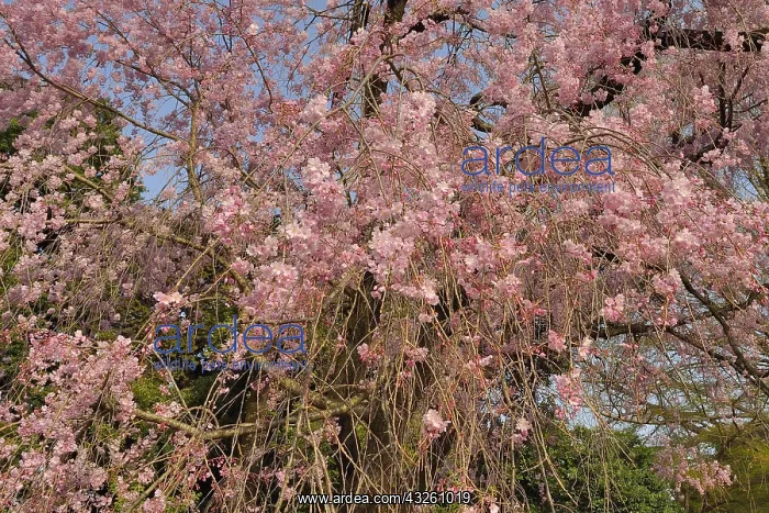 : Japanese flowering cherry trees (Prunus serrulata) : Japanese flowering cherry trees (Prunus serrulata)