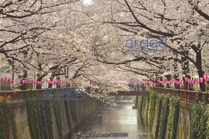 : Japanese flowering cherry trees (Prunus serrulata) : Japanese flowering cherry trees (Prunus serrulata)
