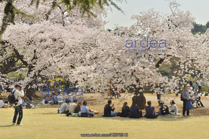 : Japanese flowering cherry trees (Prunus serrulata) : Japanese flowering cherry trees (Prunus serrulata)