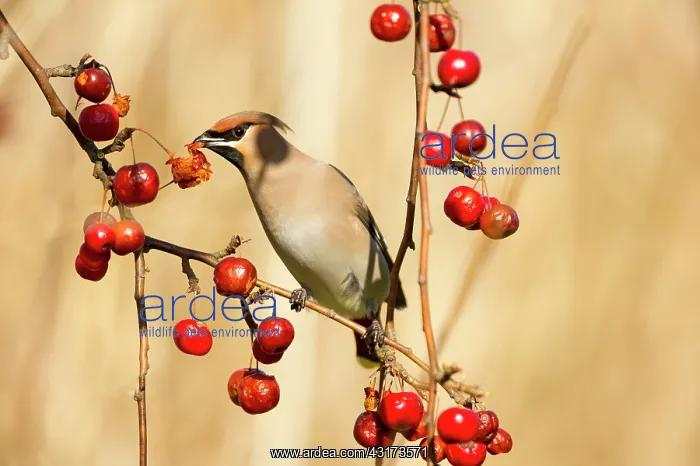 : Japanese flowering crabapple : Japanese flowering crabapple