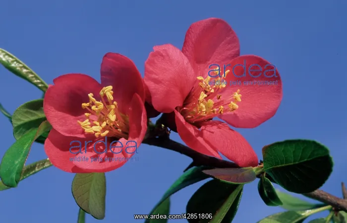 : Japanese flowering quince - flowers : Japanese flowering quince - flowers
