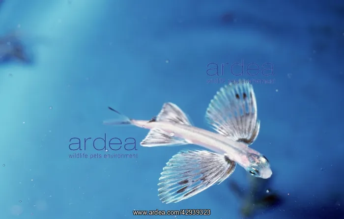  : Japanese FLYING FISH