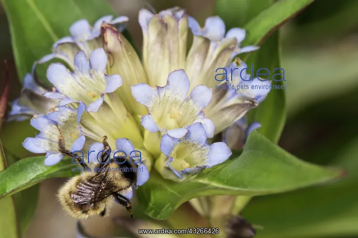 : Japanese gentian (Gentiana scabra) with a bumblebee : Japanese gentian (Gentiana scabra) with a bumblebee