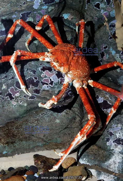 : Japanese Giant Spider Crab : Japanese Giant Spider Crab