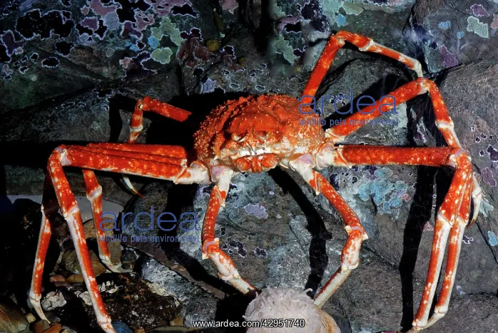 : Japanese Giant Spider Crab : Japanese Giant Spider Crab