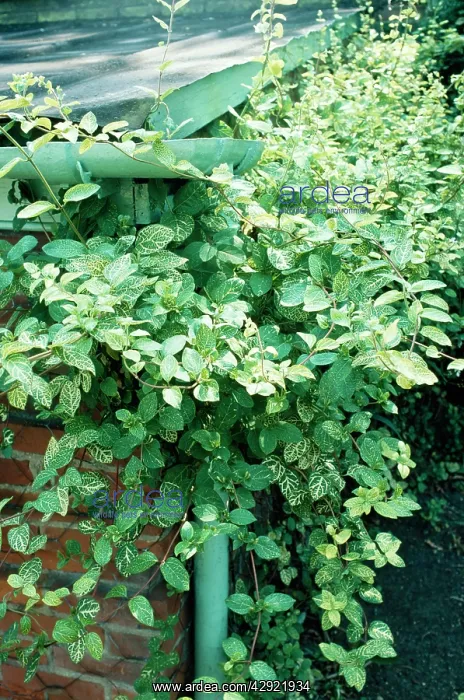 : Japanese / Hall's Honeysuckle : Japanese / Hall's Honeysuckle