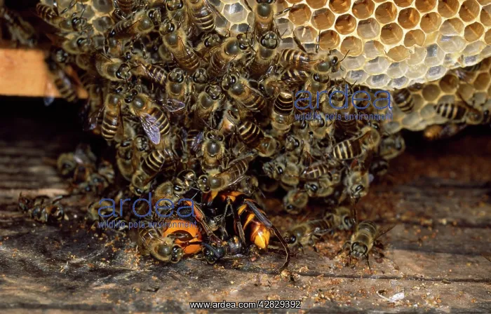 : Japanese HONEYBEES : Japanese HONEYBEES