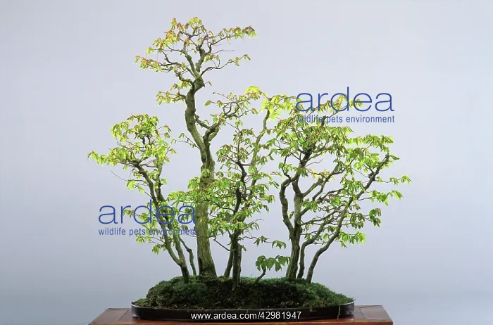 : Japanese Hornbeam - Bonsai tree at spring : Japanese Hornbeam - Bonsai tree at spring