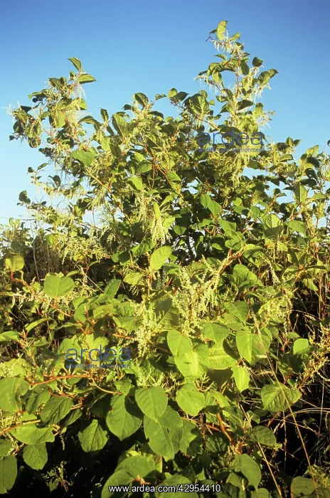 : Japanese Knotweed : Japanese Knotweed