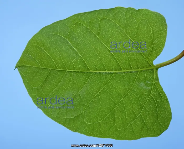: Japanese Knotweed : Japanese Knotweed