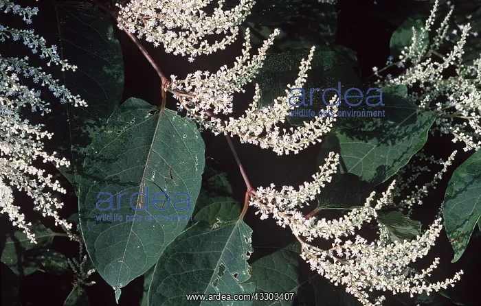 : JAPANESE KNOTWEED : JAPANESE KNOTWEED