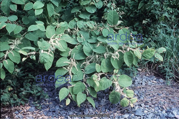 : JAPANESE KNOTWEED : JAPANESE KNOTWEED