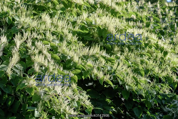 : Japanese knotweed flowers on the banks of the Rhone : Japanese knotweed flowers on the banks of the Rhone
